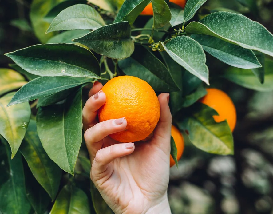 Hand holding an orange in an orchard